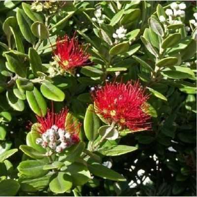 40pz Pianta Metrosideros Excelsa - Siepi 40pz Pianta Metrosideros Excelsa - Siepi