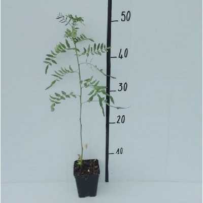 40pz Pianta Schinus Molle - Alberi 40pz Pianta Schinus Molle - Alberi