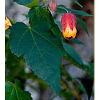 40pz Pianta Abutilon Megapotamicum - Rampicanti