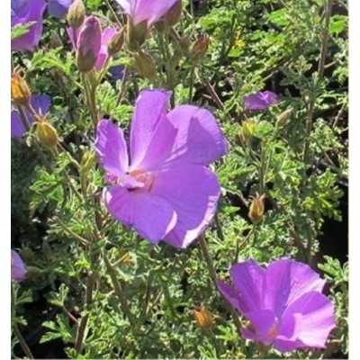 40pz Pianta Alyogene Hakeifolia - Cespugli 40pz Pianta Alyogene Hakeifolia - Cespugli