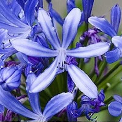 agapanto blu agapanto blu