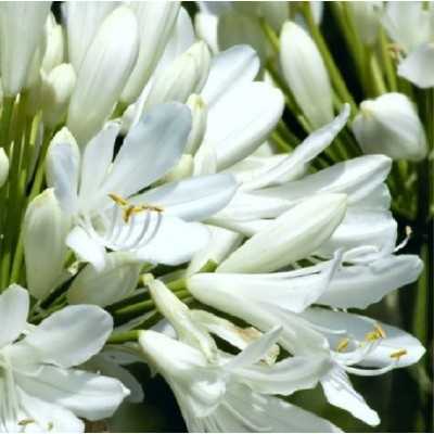 fiore agapanthus bianco fiore agapanthus bianco