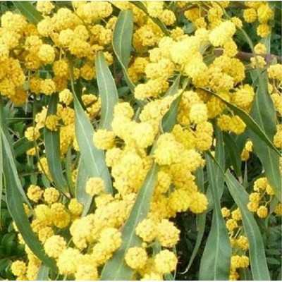 40pz Pianta Acacia Saligna - Alberi 40pz Pianta Acacia Saligna - Alberi