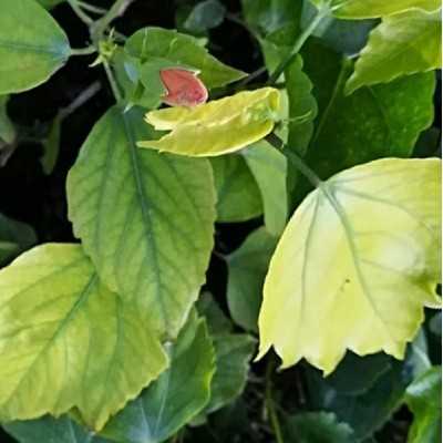 40pz Pianta Abutilon Colore Mix - Cespugli