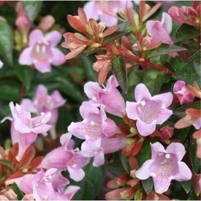 40pz Pianta Abelia Edward Goucher Rosa - Cespugli