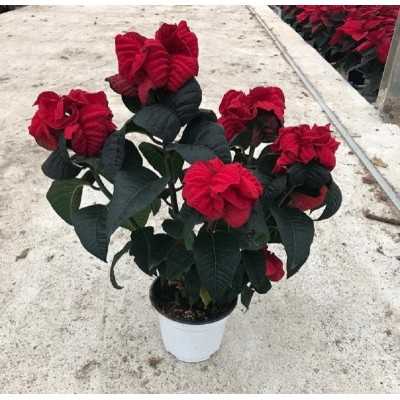 Pianta Stella di Natale Winter Rose - Piante da interno Pianta Stella di Natale Winter Rose - Piante da interno