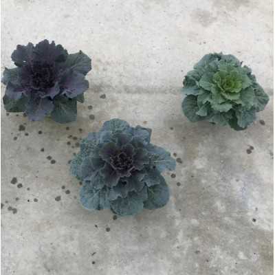 Pianta Brassica - Piante fiorite Pianta Brassica - Piante fiorite