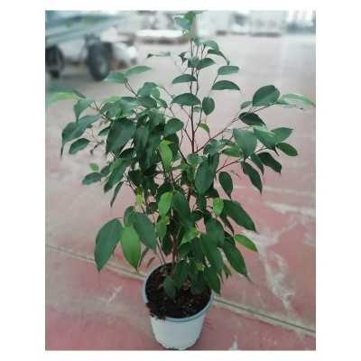 ficus pianta interno ficus pianta interno