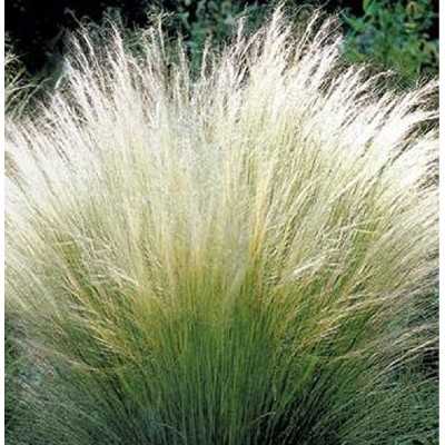 40Pz Pianta Stipa Pennata - Cespugli 40Pz Pianta Stipa Pennata - Cespugli