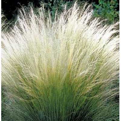 40Pz Pianta Stipa Pennata - Cespugli