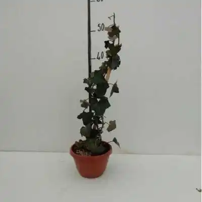 Pianta Edera Verde - Piante rampicanti