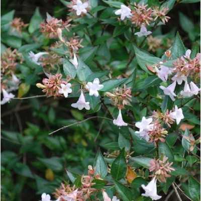 Pianta Abelia Grandiflora Bianco - Cespugli fioriti