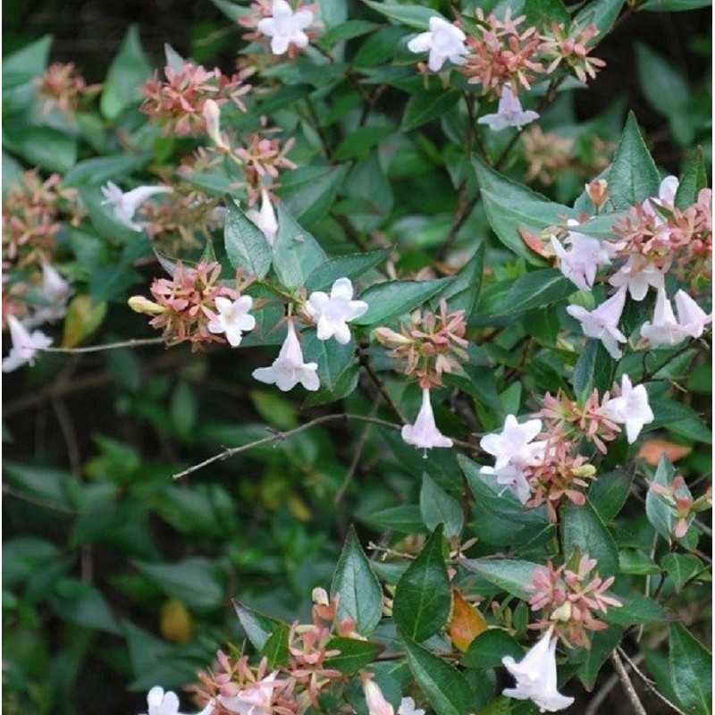 Pianta Abelia Grandiflora in Vaso 14cm 18cm colore fiore bianco - Piante da Giardino Pianta Abelia Grandiflora in Vaso 14cm 18cm colore fiore bianco - Piante da Giardino