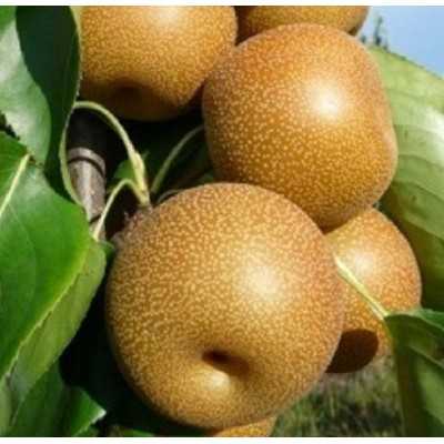Albero Pera Nashi - Alberi da frutto