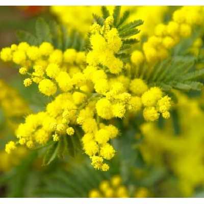 albero di mimosa albero di mimosa