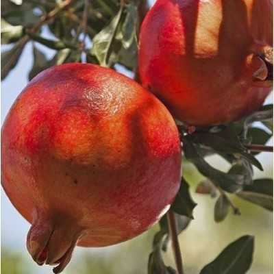 Albero Melograno Wonderful - Alberi da frutto