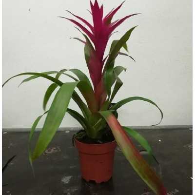 guzmania bromeliaceae