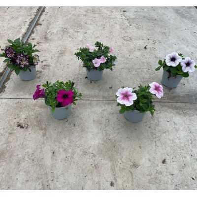 Pianta Petunia - Piante fiorite Pianta Petunia - Piante fiorite