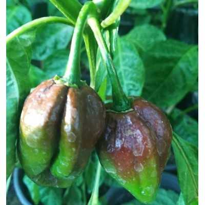 Pianta Peperoncino Habanero Chocolate - Piante aromatiche Pianta Peperoncino Habanero Chocolate - Piante aromatiche