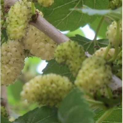 Albero Gelso Bianco - Alberi da frutto