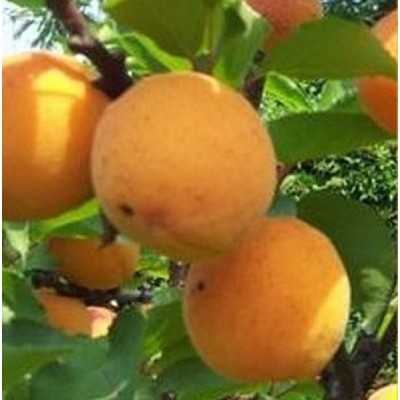 Albero Albicocco Precoce d'Italia - Alberi da frutto Albero Albicocco Precoce d'Italia - Alberi da frutto