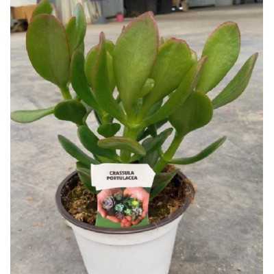 Pianta Crassula Portulacea - Piante succulente