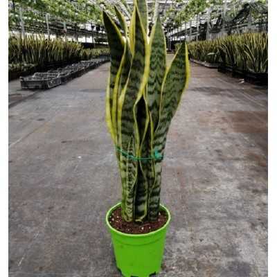 sanseveria