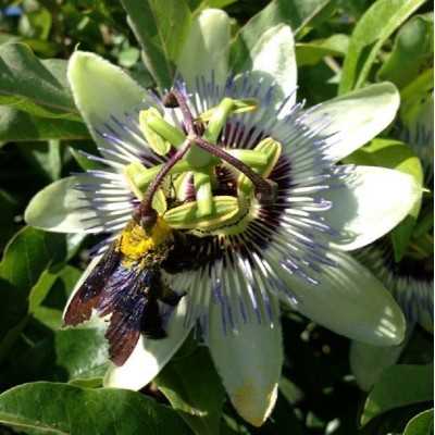 Pianta Passiflora - Piante rampicanti