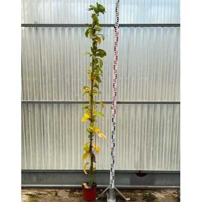 Pianta Passiflora - Piante rampicanti