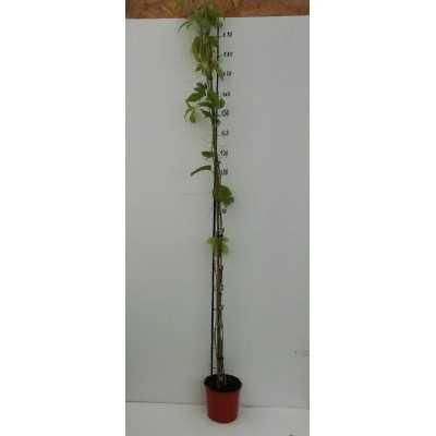 Pianta Passiflora - Piante rampicanti