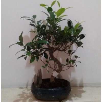 Bonsai Ficus Rock