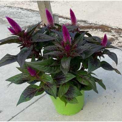 Pianta Celosia - Piante fiorite