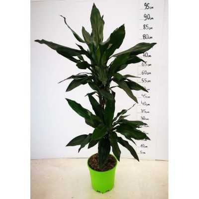 Pianta Dracaena Fragrans - Piante da interno Pianta Dracaena Fragrans - Piante da interno