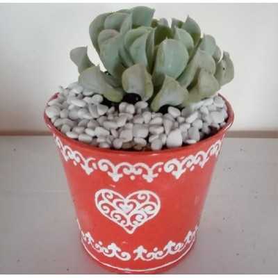 Pianta Succulenta Vaso Latta - Piante succulente