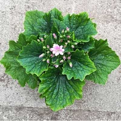 cineraria perenne cineraria perenne
