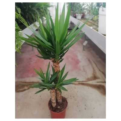 yucca da esterno in vaso yucca da esterno in vaso