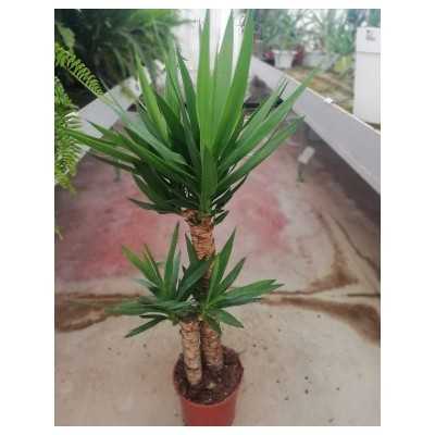 Pianta Yucca - Piante da interno