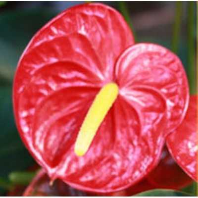 Pianta Anthurium Rosso in...