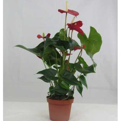 pianta con fiore rosso grande pianta con fiore rosso grande