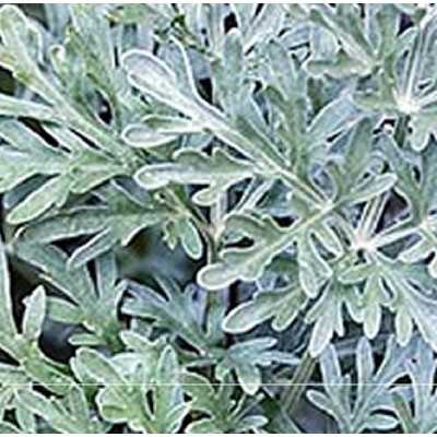 Pianta Artemisia Arborescens - Piante aromatiche