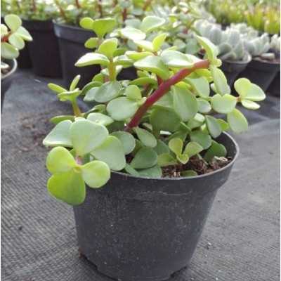 Pianta Portulacaria Afra - Piante succulente