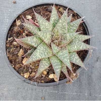 Pianta Aloe Flow - Piante succulente