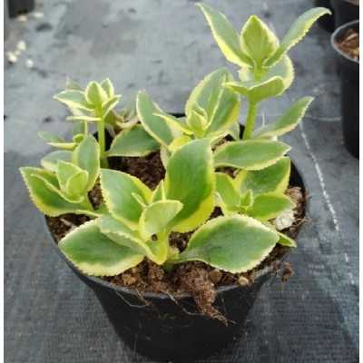 Pianta New Green - Piante succulente