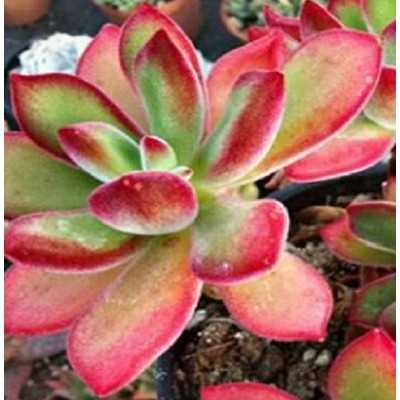 Pianta Echeveria Pulvinata in Vaso 10cm - Piante Succulente