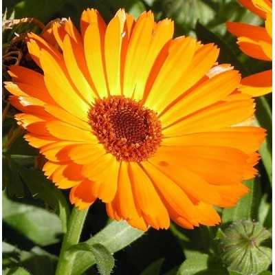 calendula in vaso calendula in vaso