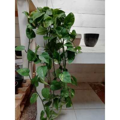 Pianta Pothos - Piante da interno Pianta Pothos - Piante da interno