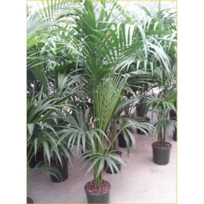 kentia pianta da interno kentia pianta da interno