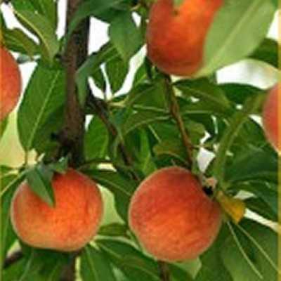 piante di pesche piante di pesche