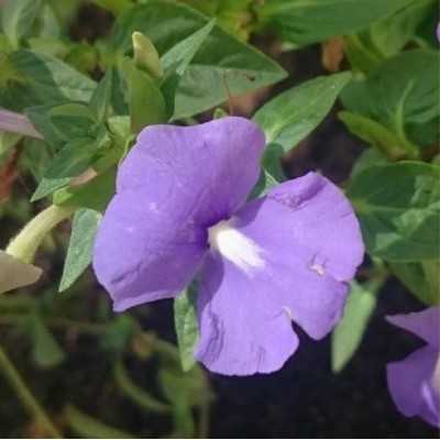 Pianta Otacanthus - Piante fiorite