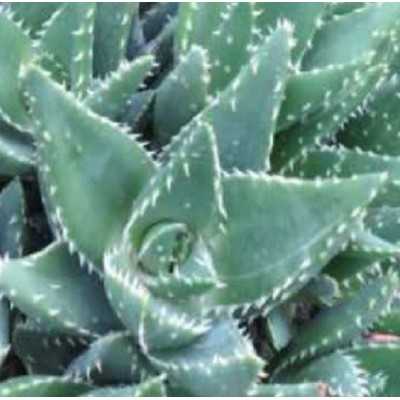 Pianta Aloe Brevifolia - Piante succulente